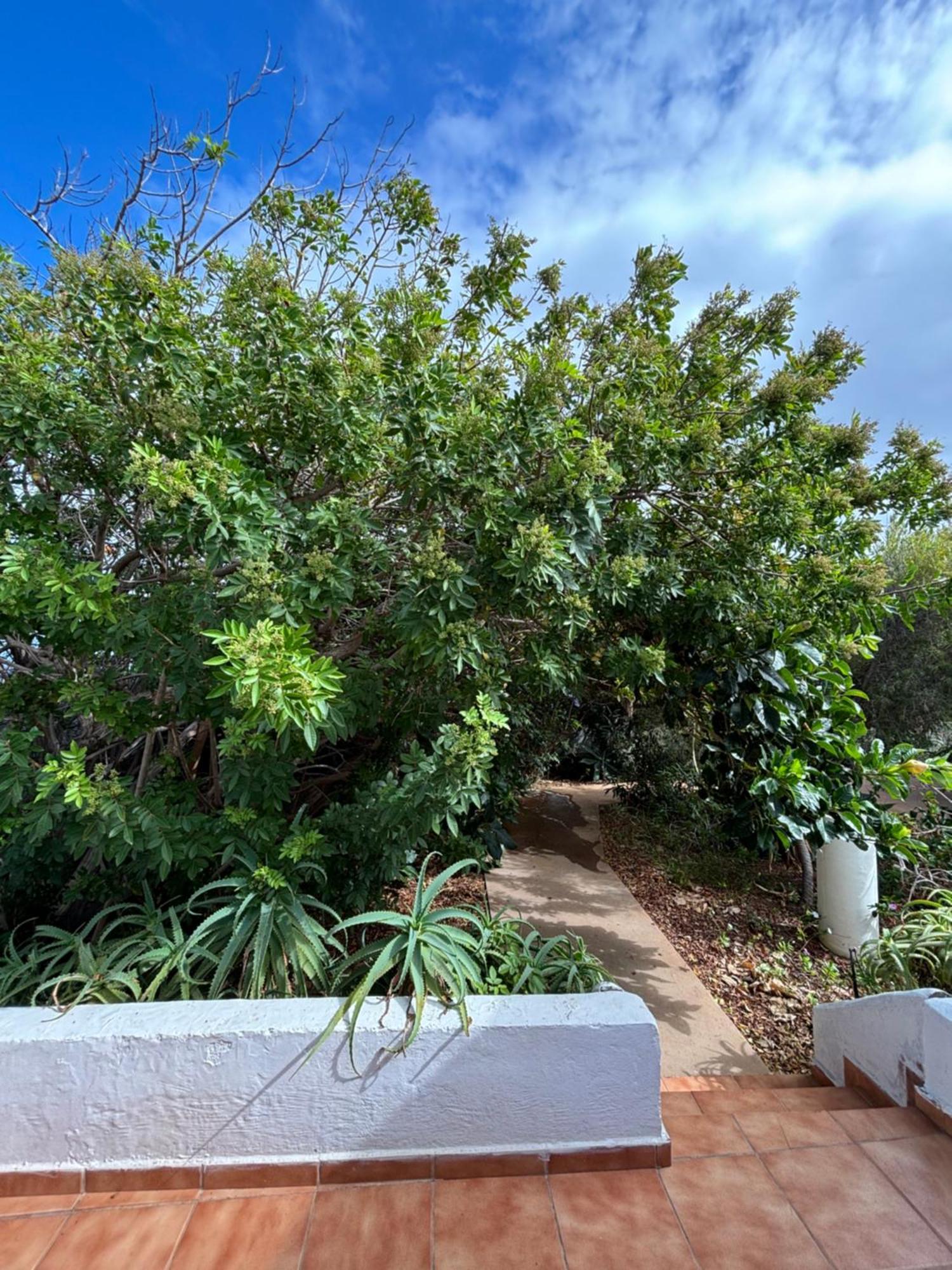 Apartamentos Y Habitaciones Villa Marina La Caleta  Dış mekan fotoğraf